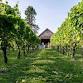 Vines & Finds at Newport Vineyards — Juicy Market PVD