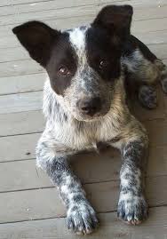 Black And White Australian Cattle Dog Mix Australian Cattle Dog Cross Border Collie Cattle Dogs Rule Blue Heeler Dogs Cattle Dog