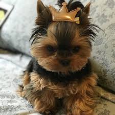 Pin By Charity Harris On Animales Yorkie Yorkie Lovers Dog Modeling