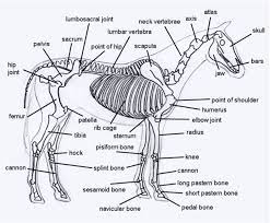 Bones and muscles of the foot. Horse Skeleton Diagram
