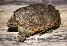 common snapping turtle