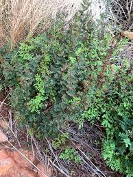 Image result for Sinopteridaceae