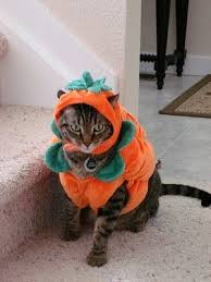 Pin On Cats In Costumes