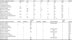 56 scientific bacillus flowchart