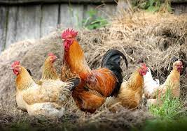 Poules et basse-cour : tout savoir