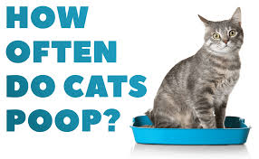 Is It Normal For A Cat To Poop Multiple Times A Day Catwiki
