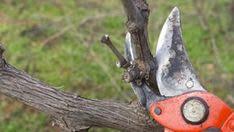 Weinreben Schneiden Anleitung Zum Rebschnitt Weinrebe Wein Und Trauben