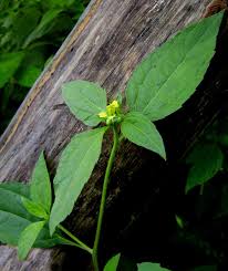 Image result for Sclerocarpus africanus