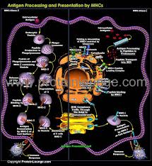 Image result for Antigen Processing
