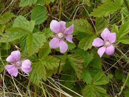 Image result for Rubus steudneri