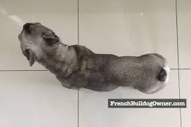 French bulldog information including personality, history, grooming, pictures, videos, and the the french bulldog has the appearance of an active, intelligent, muscular dog of heavy bone, smooth they were given the name bouledogue français. Fat French Bulldog 7 Signs Of An Overweight Frenchie