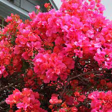 Pin On Lovely Flowers