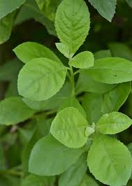 Image result for Pluchea