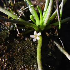 Image result for Limosella grandiflora