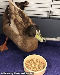 Sex Mad Torquay Duck Forced To Have Penis Removed After