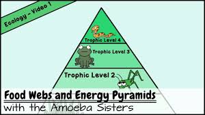 Food Webs And Energy Pyramids Bedrocks Of Biodiversity Energy Pyramid Food Web Trophic Level