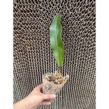Image result for Bulbophyllum prorepens