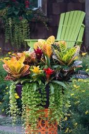 Video Amazing Garden Ideas Tropical Garden Design Container Gardening Flowers Tropical Garden
