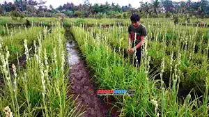 Bagian yang akan tumbuh terlebih dahulu adalah kuntum bunga yang ada di bagian bawah tangkai. Tanam Bunga Sedap Malam Petani Bunga Di Ciamis Raup Untung Jutaan Rupiah Harapan Rakyat Online