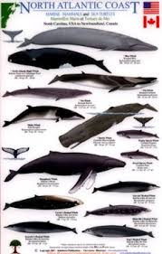 25 Best Whale Facts Images Whale Facts Whale Facts