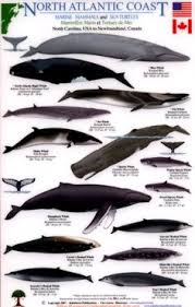 25 best whale facts images whale facts whale facts