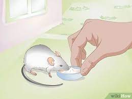 • pups increase in weight and size, eating more solid food. 3 Ways To Save A Baby Wild Mouse Wikihow