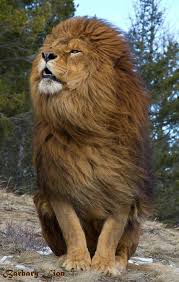 Hair Blowing Lion Wallpaper 2020 Live Wallpaper Hd Animals Beautiful Animals Lion Wallpaper