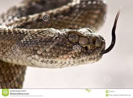 Pin On Creature Snake