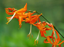 Image result for Crocosmia aurea