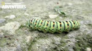 Black And White Striped Caterpillar With Orange Dots Green Caterpillar With Orange Spots Black Swallowtail Youtube