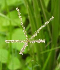 Image result for Cynodon dactylon