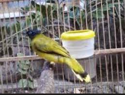 From kacer.co.id tetapi, kita tidak bisa menebak derkuku dari suaranya bila hanya melihat selama 1 atau 2 jam saja. Burung Cucak Lumut Jantan Dan Betina Jadi Sebenarnya Tidak Terlalu Sulit Untuk Dipelihara Di Rumah Thecrocodile Wallpaper