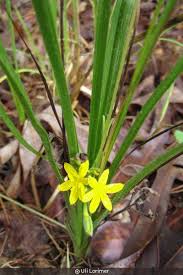 Image result for Hypoxis nyasica