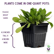 Image result for Melasma calycinum