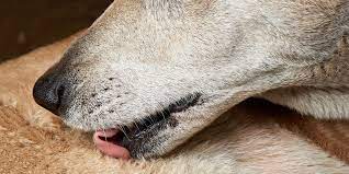 Hot Spots On Dogs Causes Diagnosis Treatment And Prevention Daily Paws