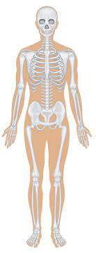 We did not find results for: Anatomi Tubuh Manusia Mengenal Sistem Sistem Organ Manusia