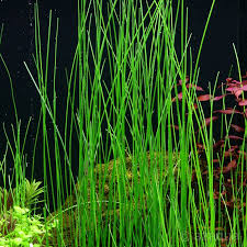 Image result for Eleocharis brainii