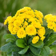 Image result for Primula