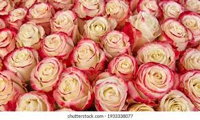 See the best red rose desktop backgrounds wallpaper hd collection. Image Shutterstock Com Image Photo Rose Backgro