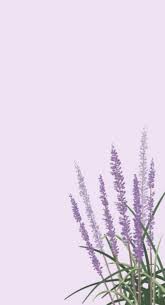 7 Cute Aesthetic Love Quotes Lavender Aesthetic Wallpaper Simple Wallpapers