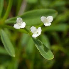 Image result for Galium stenophyllum