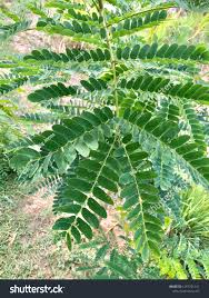 Image result for Albizia procera