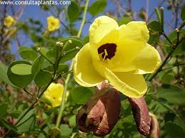 Image result for Bauhinia tomentosa
