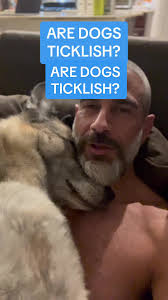 Ticklish Dog