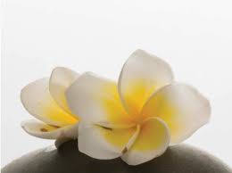 Frangipani Botanical Name : Plumeria Alba - Kancor Ingredients Ltd.
