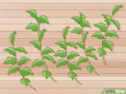 Image result for cuttings of roses