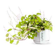 Image result for Plectranthus verticillatus