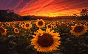 Check spelling or type a new query. Sunflower Field 5k Imac Wallpaper Download Allmacwallpaper