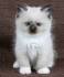 RAGDOLL KITTENS FOR SALE | AngelGirl Ragdolls