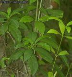 Image result for Rauvolfia vomitoria